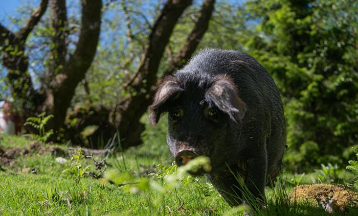 Visit Winston at Hogwarts - our pig pen